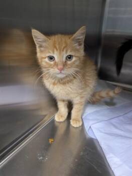 MEATBALL -  Domestic Short Hair Cat for Adoption in Westminster, Maryland - MEATBALL | PetCurious