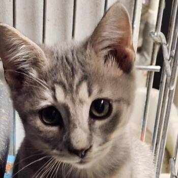 Chevy K46275 -  Domestic Short Hair Cat for Adoption in Corsicana, Texas - Chevy K46275 | PetCurious
