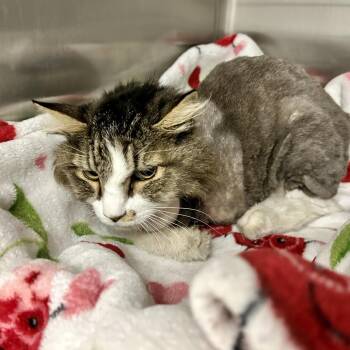 Xena (Petal) -  Domestic Long Hair Cat for Adoption in Kanab, Utah - Xena (Petal) | PetCurious