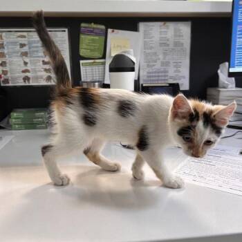 Blanche -  Domestic Short Hair Cat for Adoption in Des Moines, Iowa - Blanche | PetCurious
