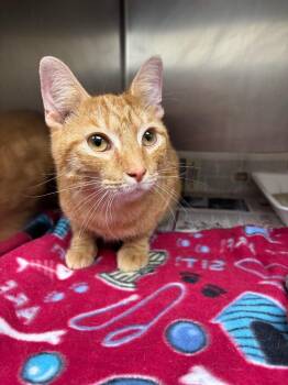 Domestic Short Hair Cats Available for Adoption - Artemis | PetCurious