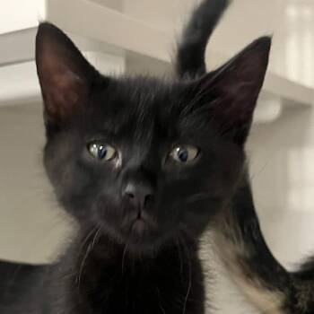 Domestic Short Hair Cats Available for Adoption in Redwood City, California - London | PetCurious