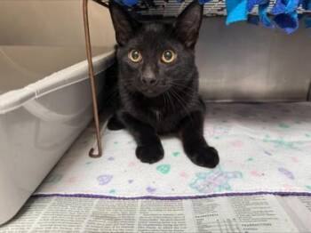 Flint -  Domestic Short Hair Cat for Adoption in Woodbury, Minnesota - Flint | PetCurious