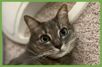 Violet -  Domestic Short Hair Cat for Adoption in Amherst, Massachusetts - Violet | PetCurious