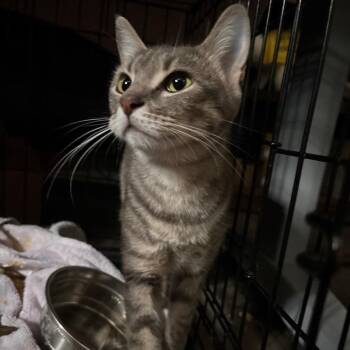 Florence -  Domestic Short Hair Cat for Adoption in Allentown, Pennsylvania - Florence | PetCurious