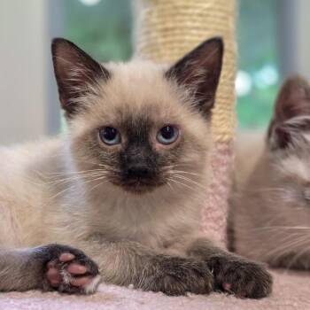 Domestic Short Hair Cats Available for Adoption in Lynchburg, Virginia - Han | PetCurious