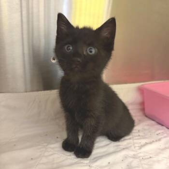 Katydid -  Domestic Short Hair Cat for Adoption in Waynesville, North Carolina - Katydid | PetCurious