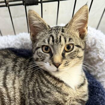 Tabby and Domestic Short Hair Cats Available for Adoption - Brrrr | PetCurious