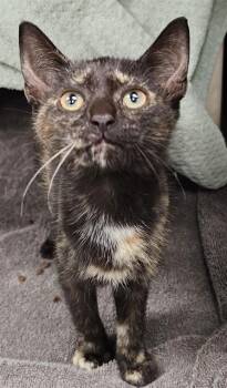 LOTTIE -  Domestic Short Hair Cat for Adoption - LOTTIE | PetCurious
