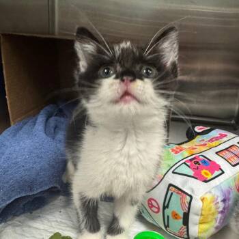 Ciabatta -  Domestic Short Hair Cat for Adoption in Greensboro, North Carolina - Ciabatta | PetCurious