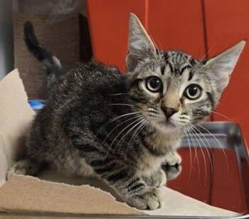 Jonathan Byers -  Domestic Short Hair Cat for Adoption in Fresno, California - Jonathan Byers | PetCurious