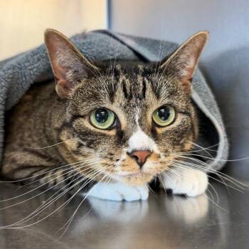 Domestic Short Hair Cats Available for Adoption - Daisy | PetCurious