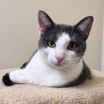 Domestic Short Hair Cats Available for Adoption in Tulsa, Oklahoma - Lilac | PetCurious