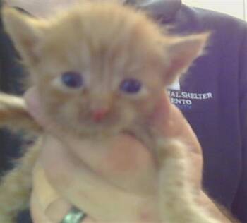 OZ -  Domestic Short Hair Cat for Adoption in Sacramento, California - OZ | PetCurious