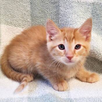 Allegro -  Domestic Short Hair Cat Available for Adoption in Mt. Juliet, Tennessee - Allegro | PetCurious