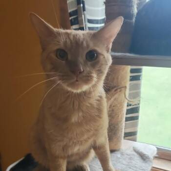 Mr.S aka Simba -  Domestic Short Hair Cat for Adoption in Melrose, Massachusetts - Mr.S Aka Simba | PetCurious