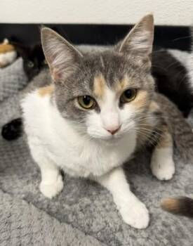 Rusty Lynn -  Domestic Short Hair Cat for Adoption in Bryan, Ohio - Rusty Lynn | PetCurious
