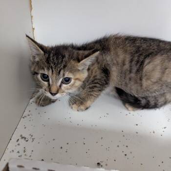 Rosy -  Domestic Short Hair Cat for Adoption in Jeffersonville, Indiana - Rosy | PetCurious