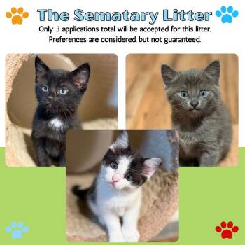 Domestic Short Hair Cats Available for Adoption in Renfrew, Pennsylvania - Sematary Litter | PetCurious