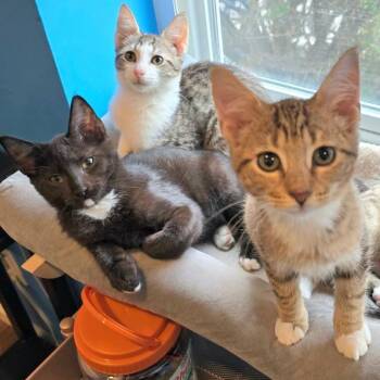 Banjo, Bennett, Blue, Buttons -  Domestic Short Hair Cat Available for Adoption in Melrose, Massachusetts - Banjo, Bennett, Blue, Buttons | PetCurious
