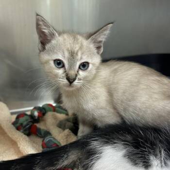Kukri -  Domestic Short Hair Cat for Adoption in Walnut Creek, California - Kukri | PetCurious