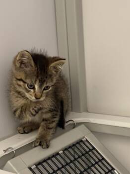 Longs Peak -  Domestic Short Hair Cat for Adoption in Fort Collins, Colorado - Longs Peak | PetCurious