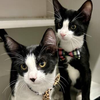 Yin (**Bonded with Yang) -  Domestic Short Hair Cat for Adoption in Philadelphia, Pennsylvania - Yin (**Bonded With Yang) | PetCurious