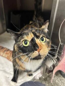 Domestic Short Hair Cats Available for Adoption in Vaughan, Ontario - MANGO | PetCurious