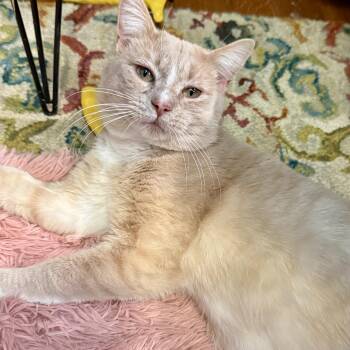 Domestic Short Hair Cats Available for Adoption - Weasley | PetCurious