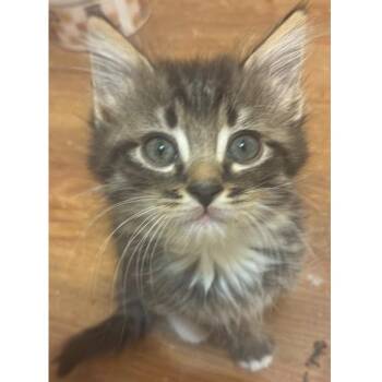Fingerling 23 -  Domestic Short Hair Cat for Adoption in Austin, Texas - Fingerling 23 | PetCurious