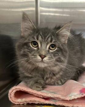 Domestic Medium Hair Cats Available for Adoption in Dayton, Minnesota - Miles O