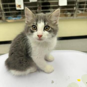 Milo -  Domestic Medium Hair Cat for Adoption in Leander, Texas - Milo | PetCurious