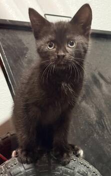 Thackery -  Domestic Short Hair Cat for Adoption in Duxbury, Massachusetts - Thackery | PetCurious