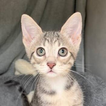 Frankie -  Domestic Short Hair Cat for Adoption in Colorado Springs, Colorado - Frankie | PetCurious