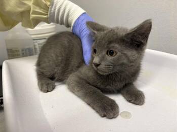 NOVA -  Domestic Short Hair Cat for Adoption in Kent, Washington - NOVA | PetCurious