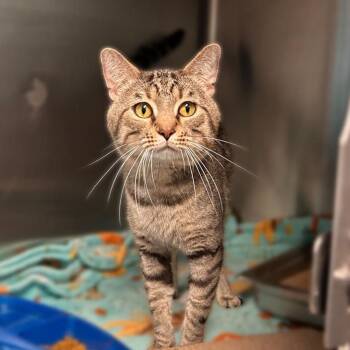 Billy -  Domestic Short Hair Cat for Adoption in Davenport, Iowa - Billy | PetCurious