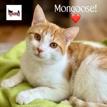 Mongoose -  Domestic Medium Hair and Domestic Short Hair Cat for Adoption in Gwinn, Michigan - Mongoose | PetCurious