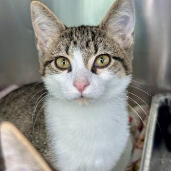 Lila -  Domestic Short Hair Cat for Adoption in Matteson, Illinois - Lila | PetCurious
