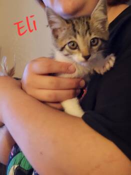 Eli -  Domestic Short Hair Cat for Adoption in Mount Pleasant, Texas - Eli | PetCurious