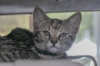 A1271162 -  Domestic Short Hair Cat for Adoption in Charlotte, North Carolina - A1271162 | PetCurious