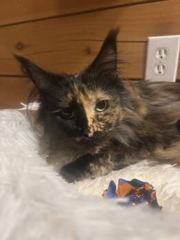 Maine Coon Cats Available for Adoption in Absecon, New Jersey - Jo Sea | PetCurious