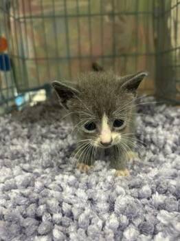 Grace -  Domestic Short Hair Cat for Adoption in Gainesville, Florida - Grace | PetCurious