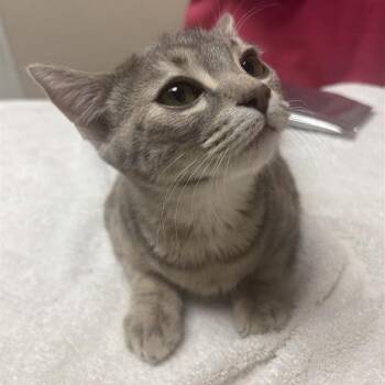 Marceline -  Domestic Short Hair Cat for Adoption in Tempe, Arizona - Marceline | PetCurious
