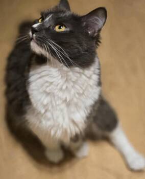 Domestic Short Hair Cats Available for Adoption in Salinas, California - Chestnut | PetCurious