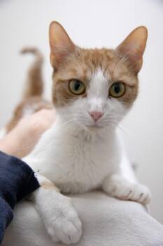 Venus -  Domestic Short Hair Cat for Adoption in Montclair, New Jersey - Venus | PetCurious