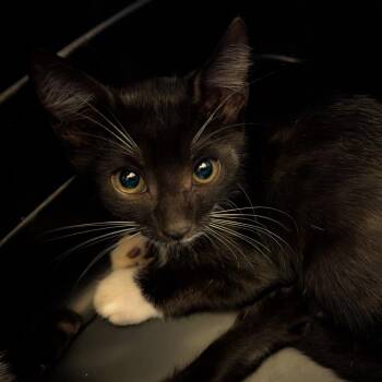 Daniel -  Domestic Short Hair Cat for Adoption in Buffalo, New York - Daniel | PetCurious