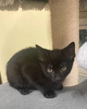 Rescue Domestic Short Hair Cats for Adoption in Philadelphia, Pennsylvania - YuYu | PetCurious