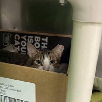 Rescue Domestic Short Hair Cats for Adoption in Dallas, Texas - Ness | PetCurious