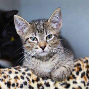 Portobello -  Domestic Short Hair Cat for Adoption in Atlanta, Georgia - Portobello | PetCurious