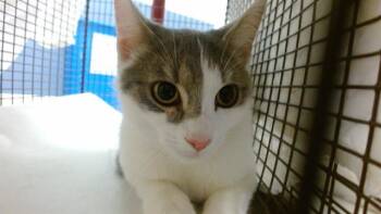 Domestic Short Hair Cats Available for Adoption in Doral, Florida - ALANIS | PetCurious